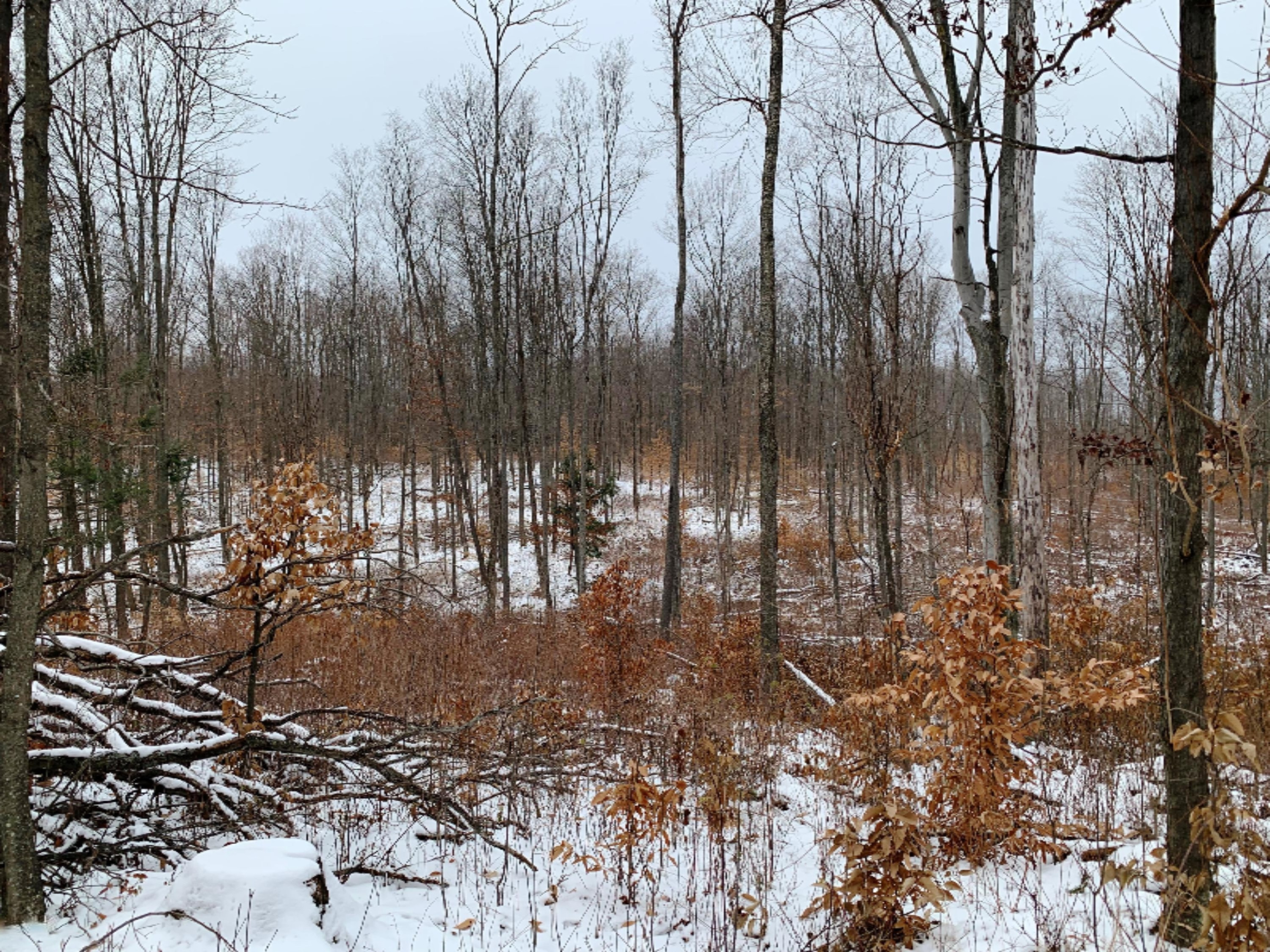 0 9 9 Mile Road Reed City, MI 49677 - Photo 3 of 12 IMG_0125