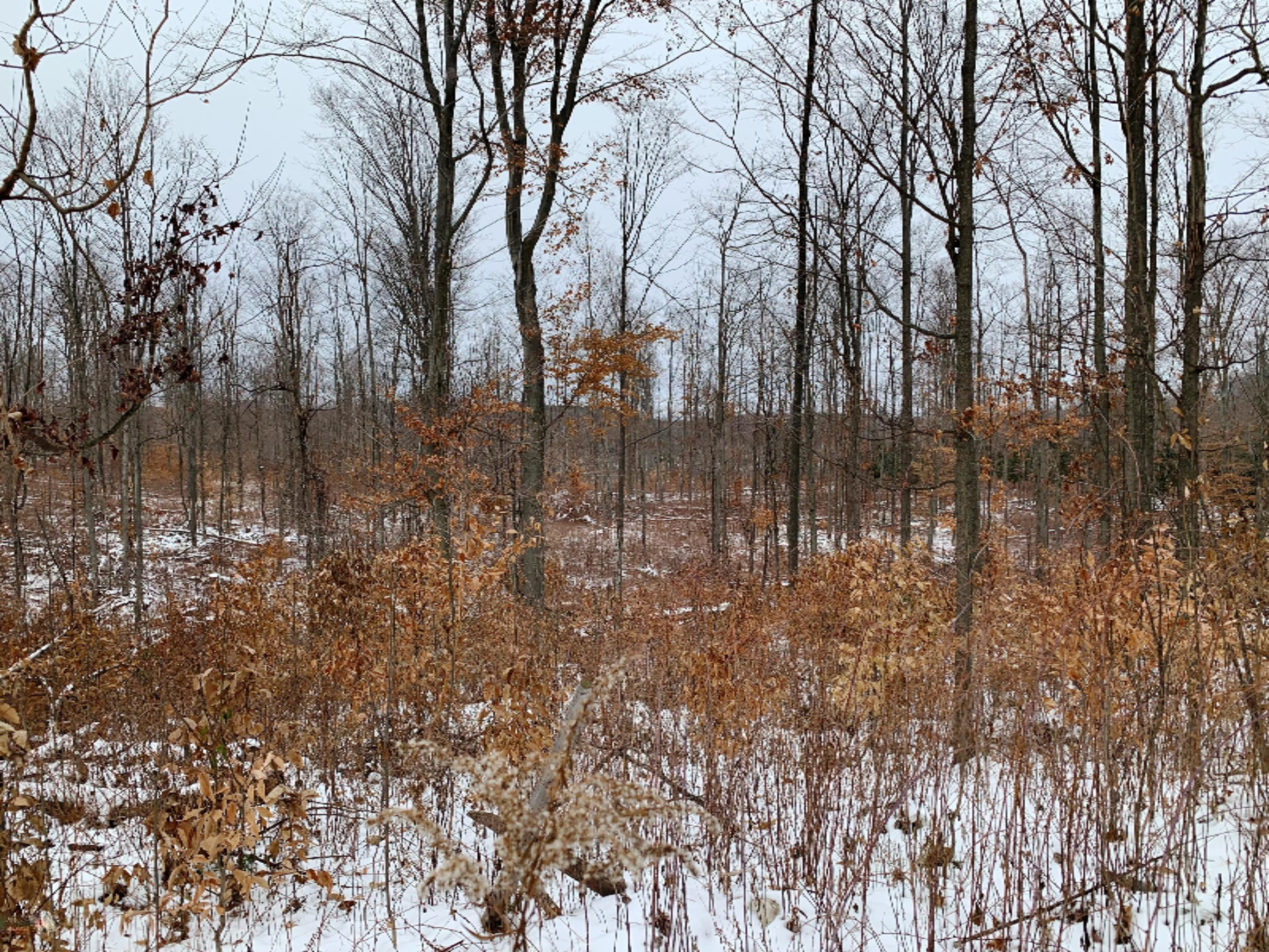 0 9 9 Mile Road Reed City, MI 49677 - Photo 4 of 12 IMG_0126