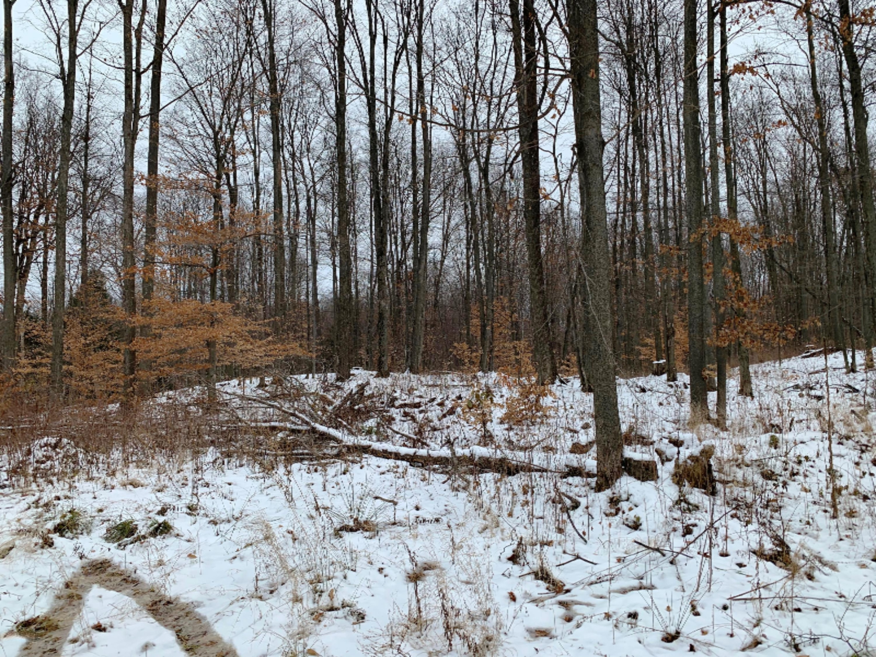 0 9 9 Mile Road Reed City, MI 49677 - Photo 5 of 12 IMG_0128