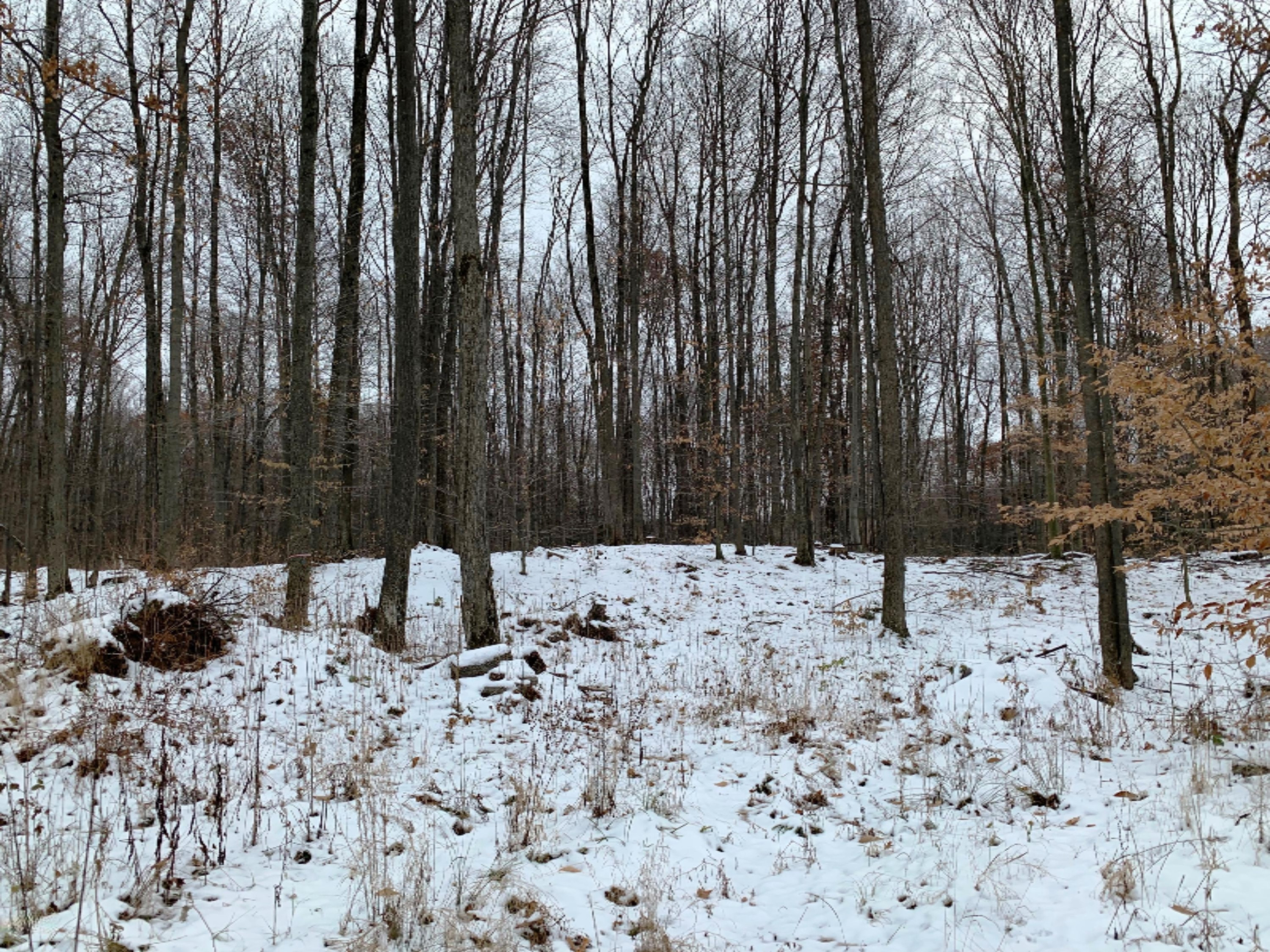 0 9 9 Mile Road Reed City, MI 49677 - Photo 6 of 12 IMG_0129