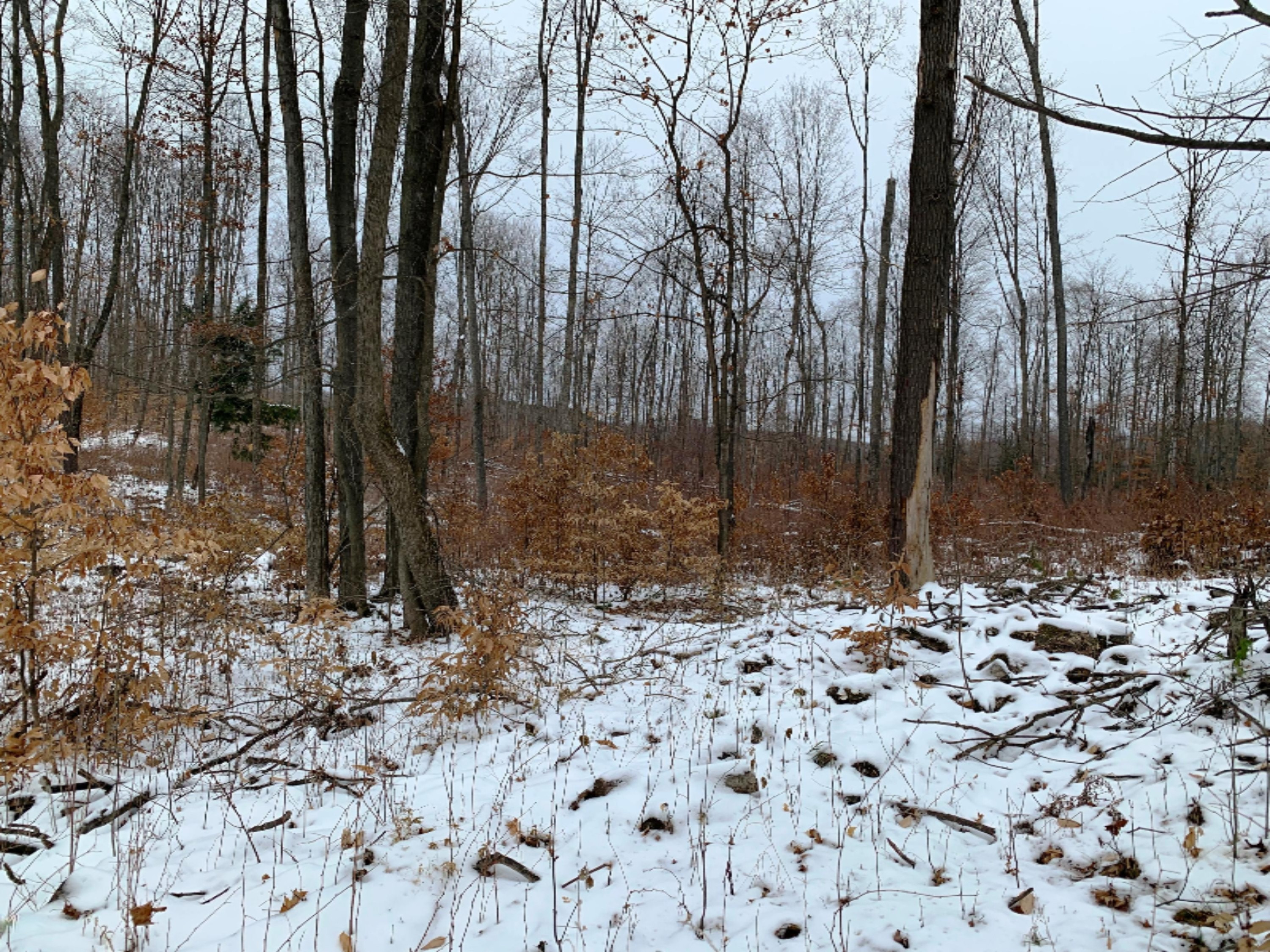 0 9 9 Mile Road Reed City, MI 49677 - Photo 7 of 12 IMG_0131
