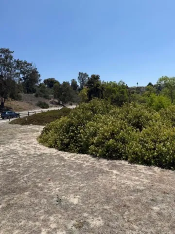 a view of a yard with plants