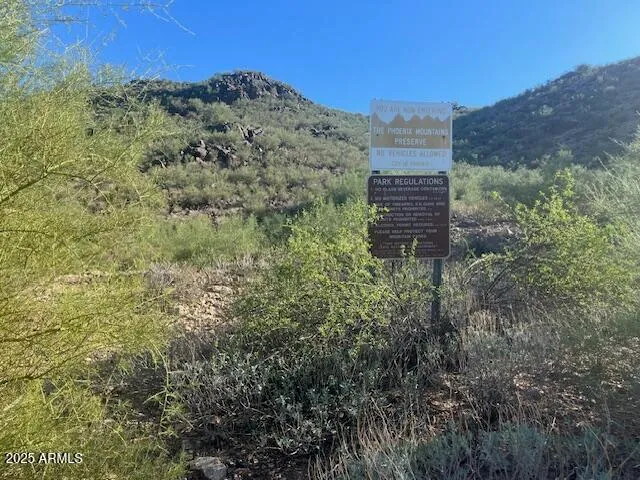 a view of a forest with a mountain view