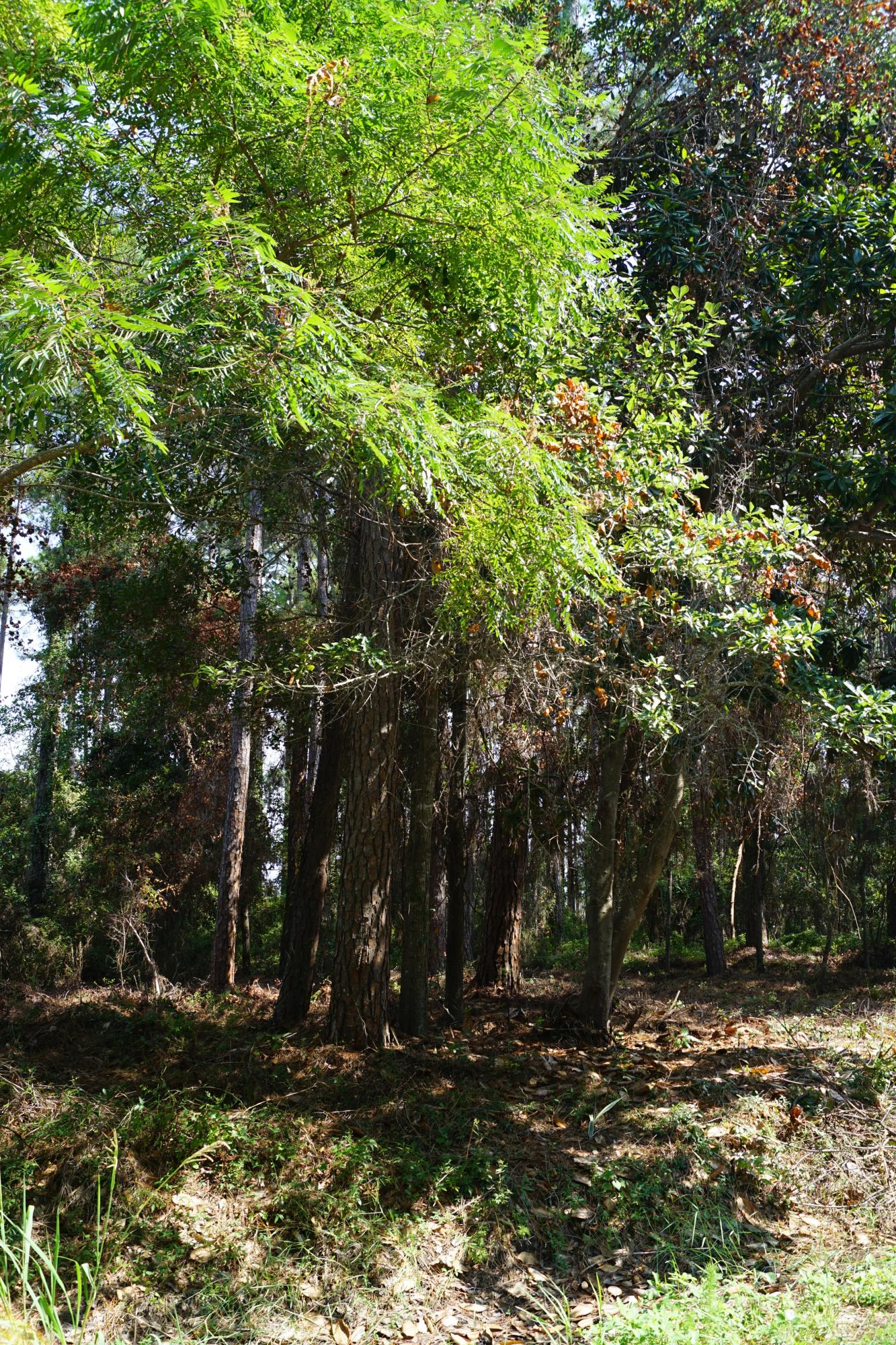 Lot 3 East Driftwood Point Road Santa Rosa Beach, FL 32459 - Photo 1 of 10 a view of yard