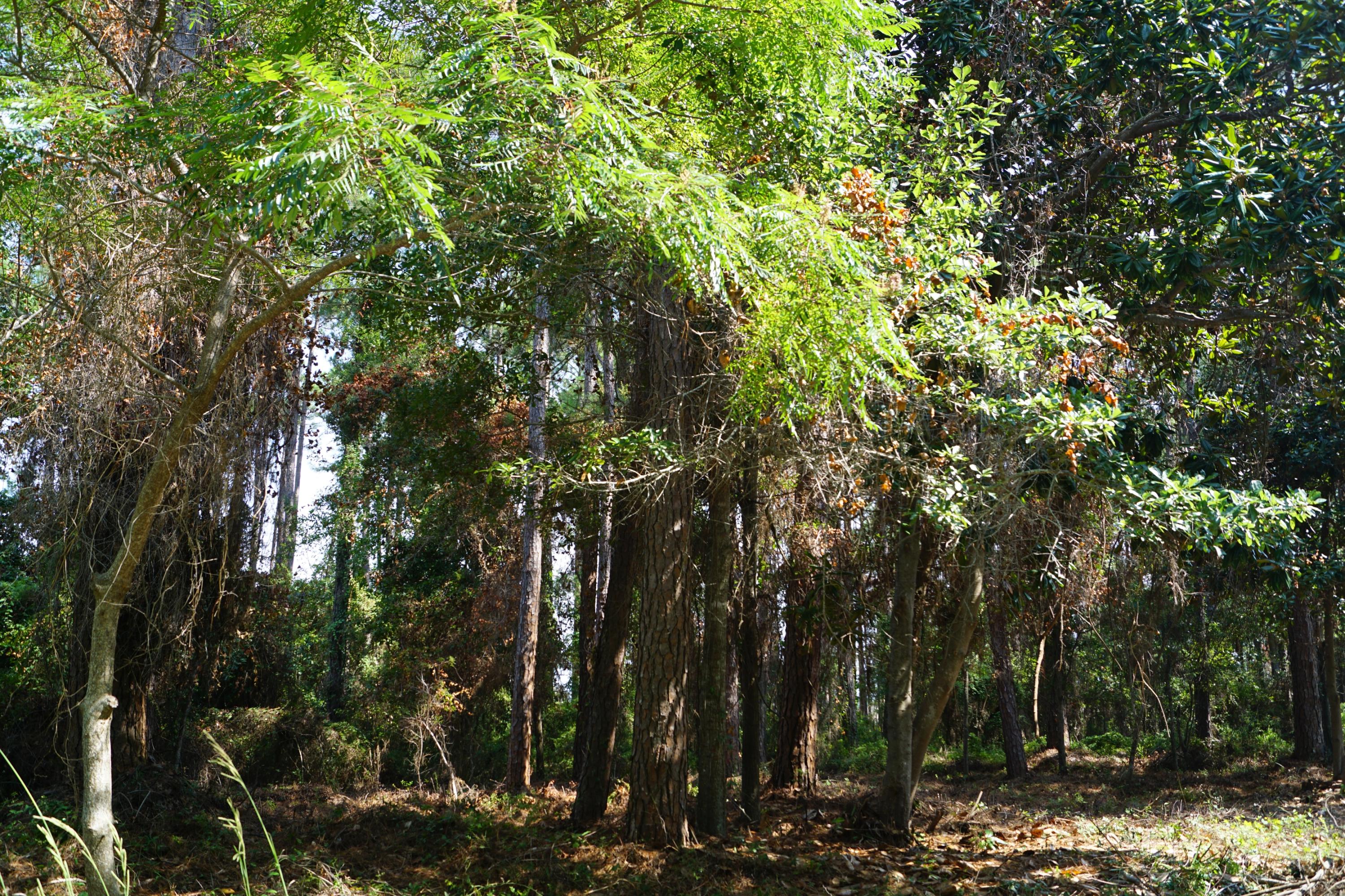 Lot 3 East Driftwood Point Road Santa Rosa Beach, FL 32459 - Photo 2 of 10 a view of forest