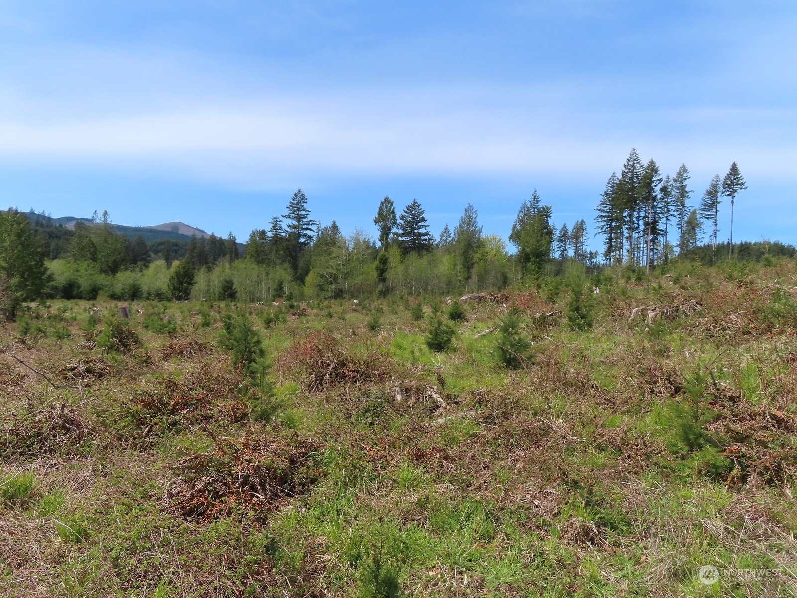 234 Herman Lewis Road Rochester, WA 98579 - Photo 20 of 29