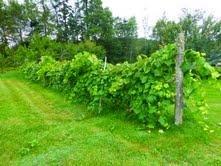 270 Saco Road Columbia Falls, ME 04623 - Photo 19 of 22 Yard/Garden.