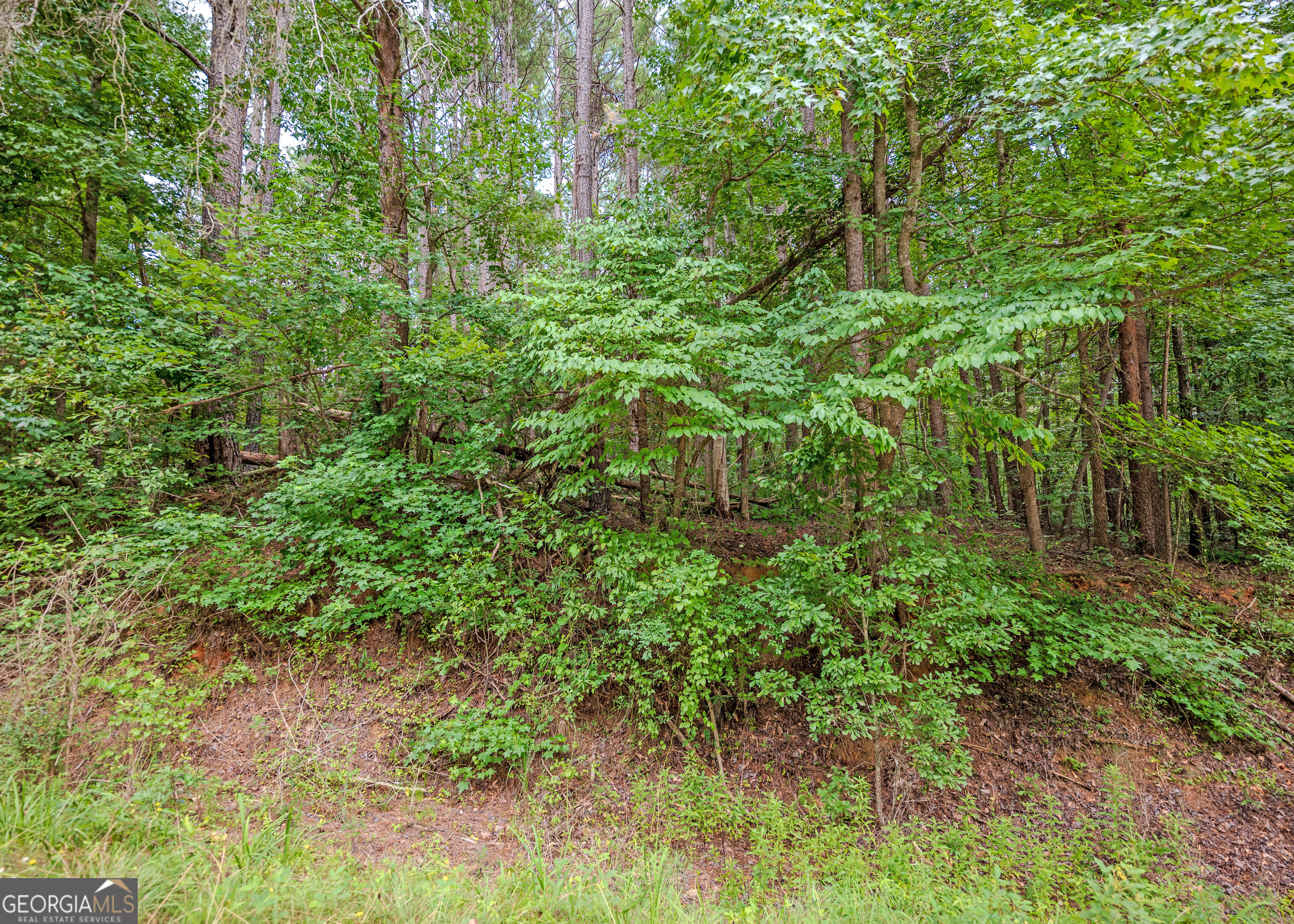 Lot 10 Benttree Circle Toccoa, GA 30577 - Photo 13 of 14 a plant view in yard