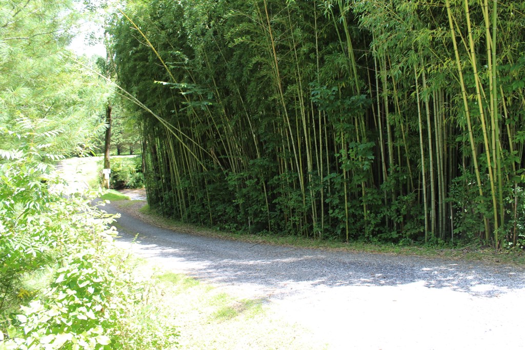 Lot 5 Eagle Fork Trail Hayesville, NC 28904 - Photo 6 of 9 a view of a yard with plants and large trees