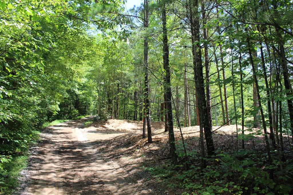 Lot 5 Eagle Fork Trail Hayesville, NC 28904 - Photo 7 of 9 a view of a forest with trees
