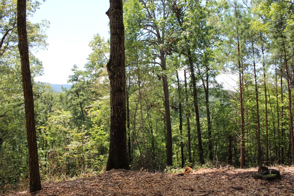 Lot 5 Eagle Fork Trail Hayesville, NC 28904 - Photo 9 of 9 a view of a forest with trees in the background