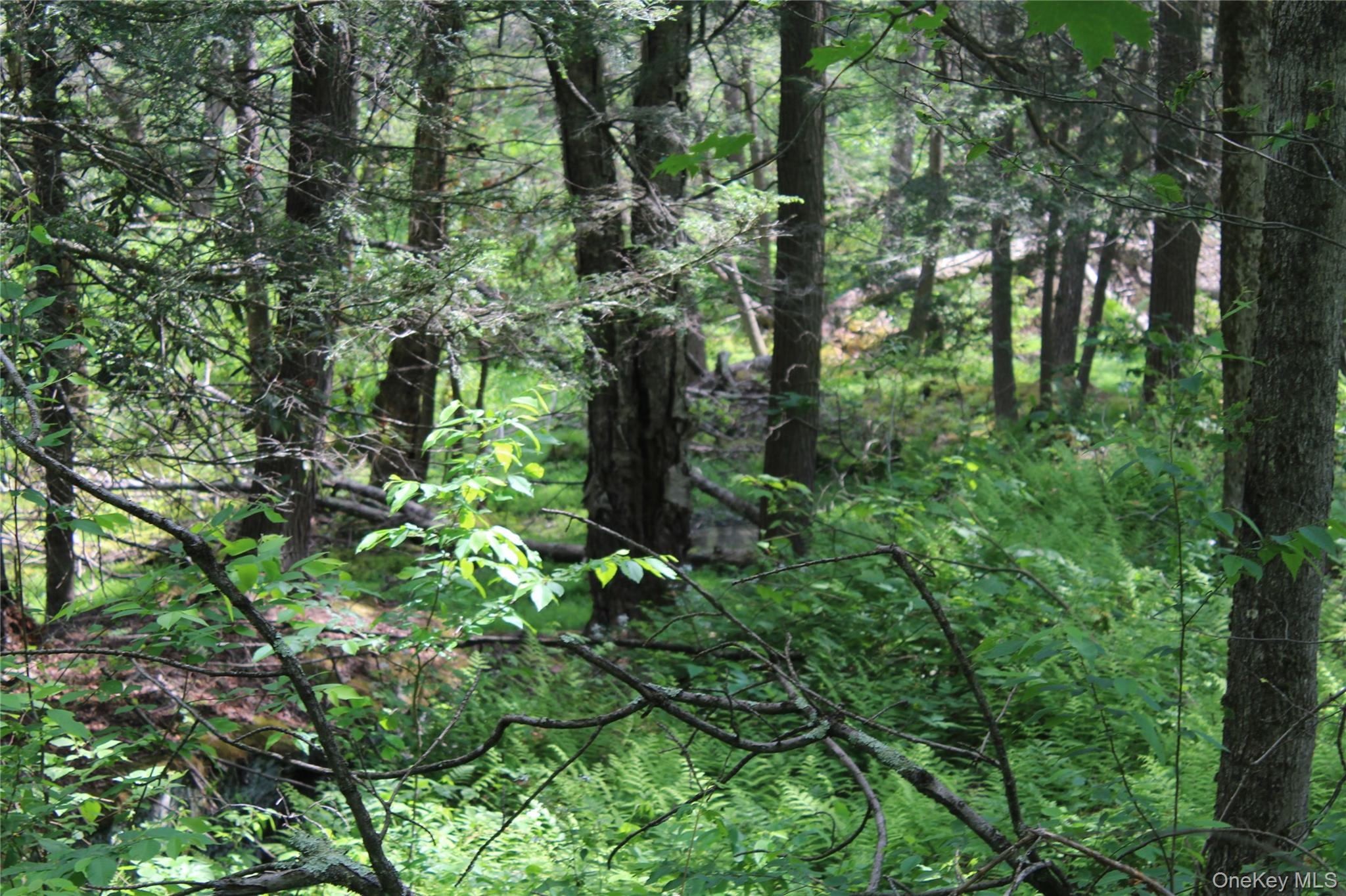 624 County Road Fremont Center, NY 12736 - Photo 20 of 40 Wooded lot featuring mature trees and abundant natural foliage