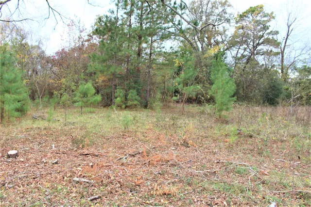 a view of a forest with trees in the background