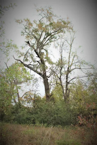 a view of tree covered with snow
