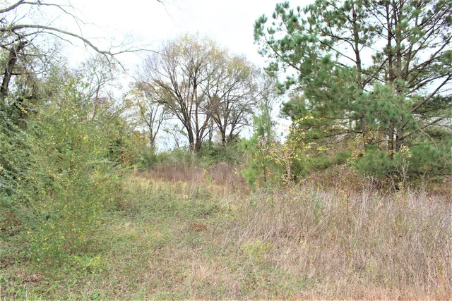 a view of a lake with a tree