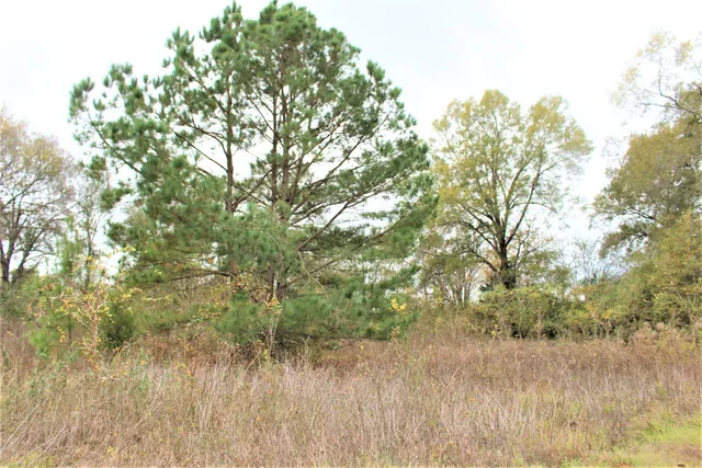a view of a yard with a tree