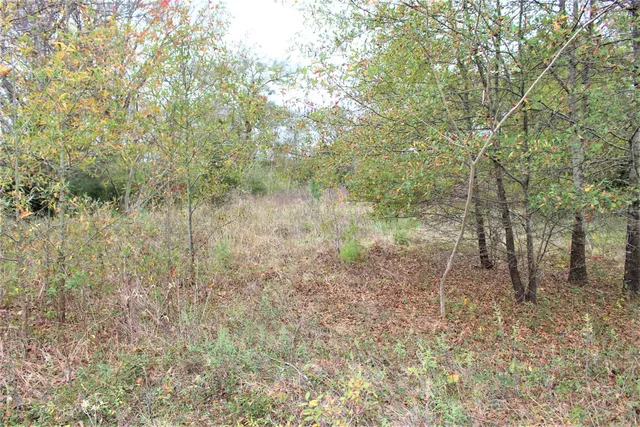 a view of a forest with a tree