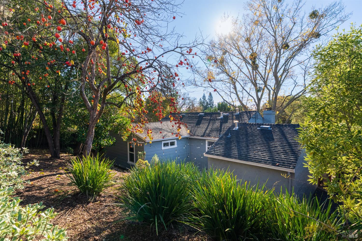 2136 Franklin Avenue Santa Rosa, CA 95404 - Photo 20 of 22 a view of a yard with plants and large trees