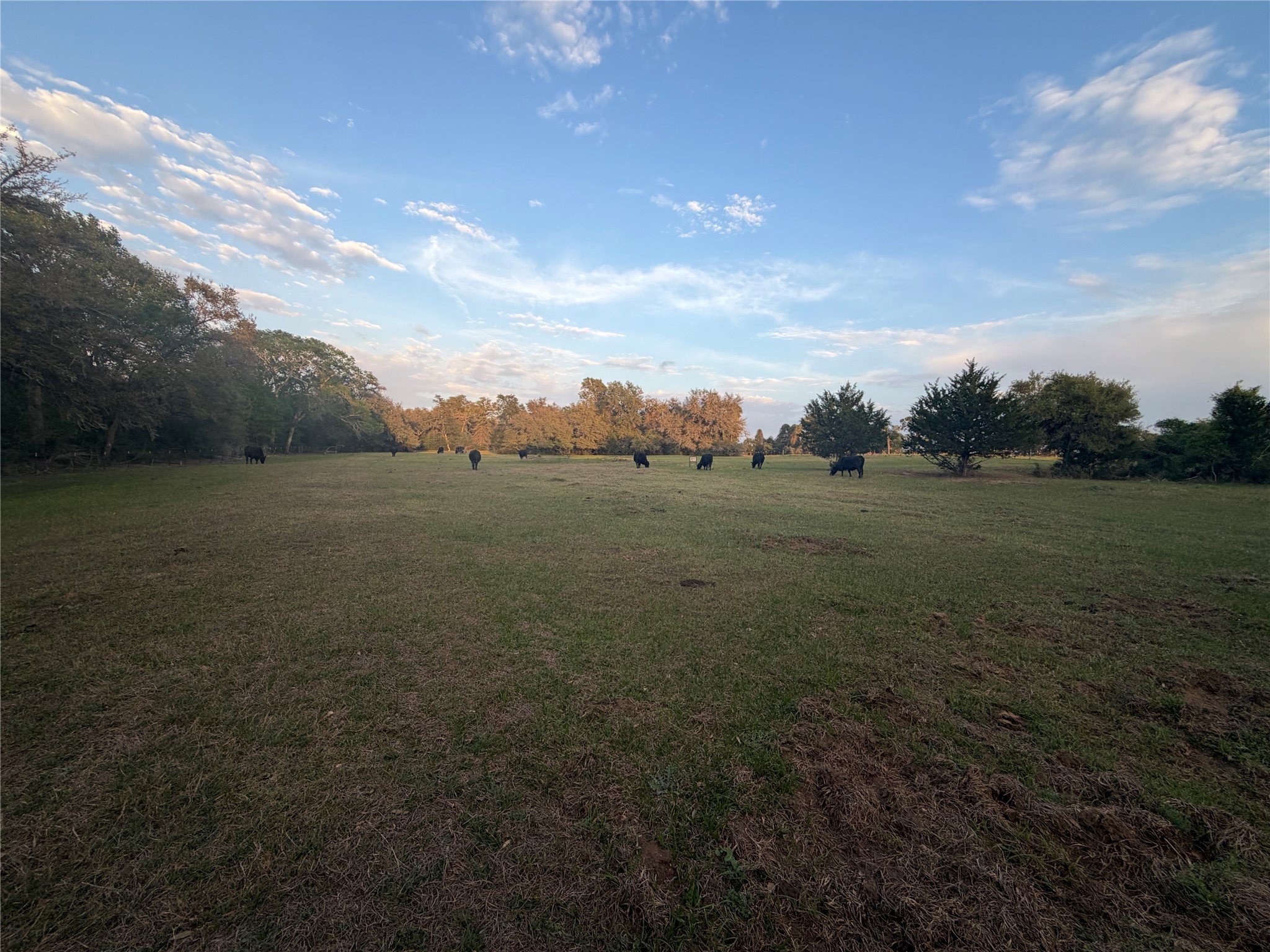 1743 Zimmerscheidt Road New Ulm, TX 78950 - Photo 7 of 13 a view of outdoor space and yard