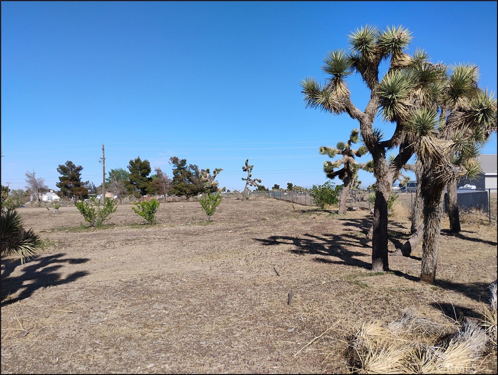 4077 Amador Road Phelan, CA 92371 - Photo 37 of 40 a view of a beach with a tree in the background