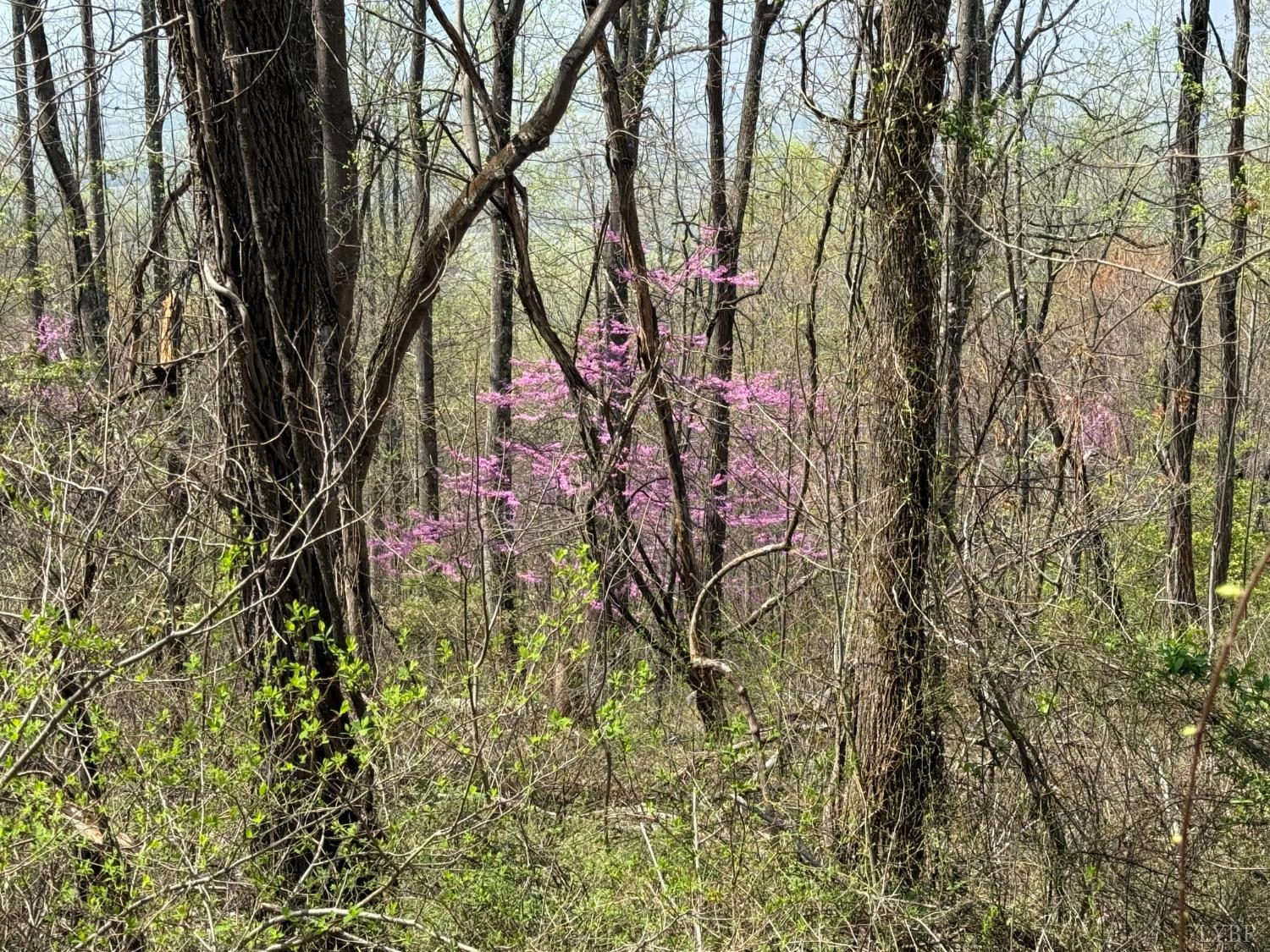 1-2 Murray Hollow Road Thaxton, VA 24174 - Photo 1 of 11 Gallery Image 1