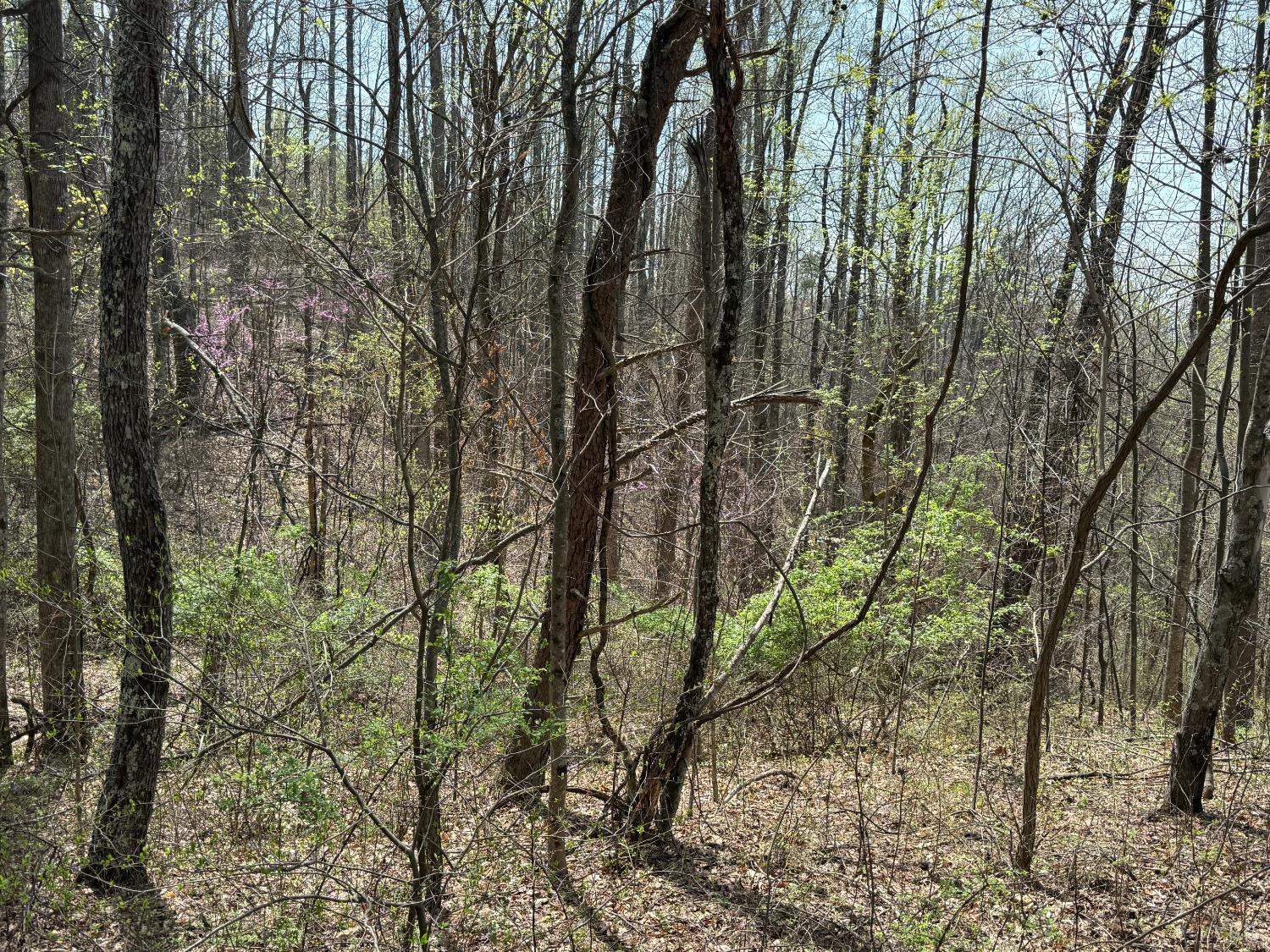 1-2 Murray Hollow Road Thaxton, VA 24174 - Photo 6 of 11 Gallery Image 6