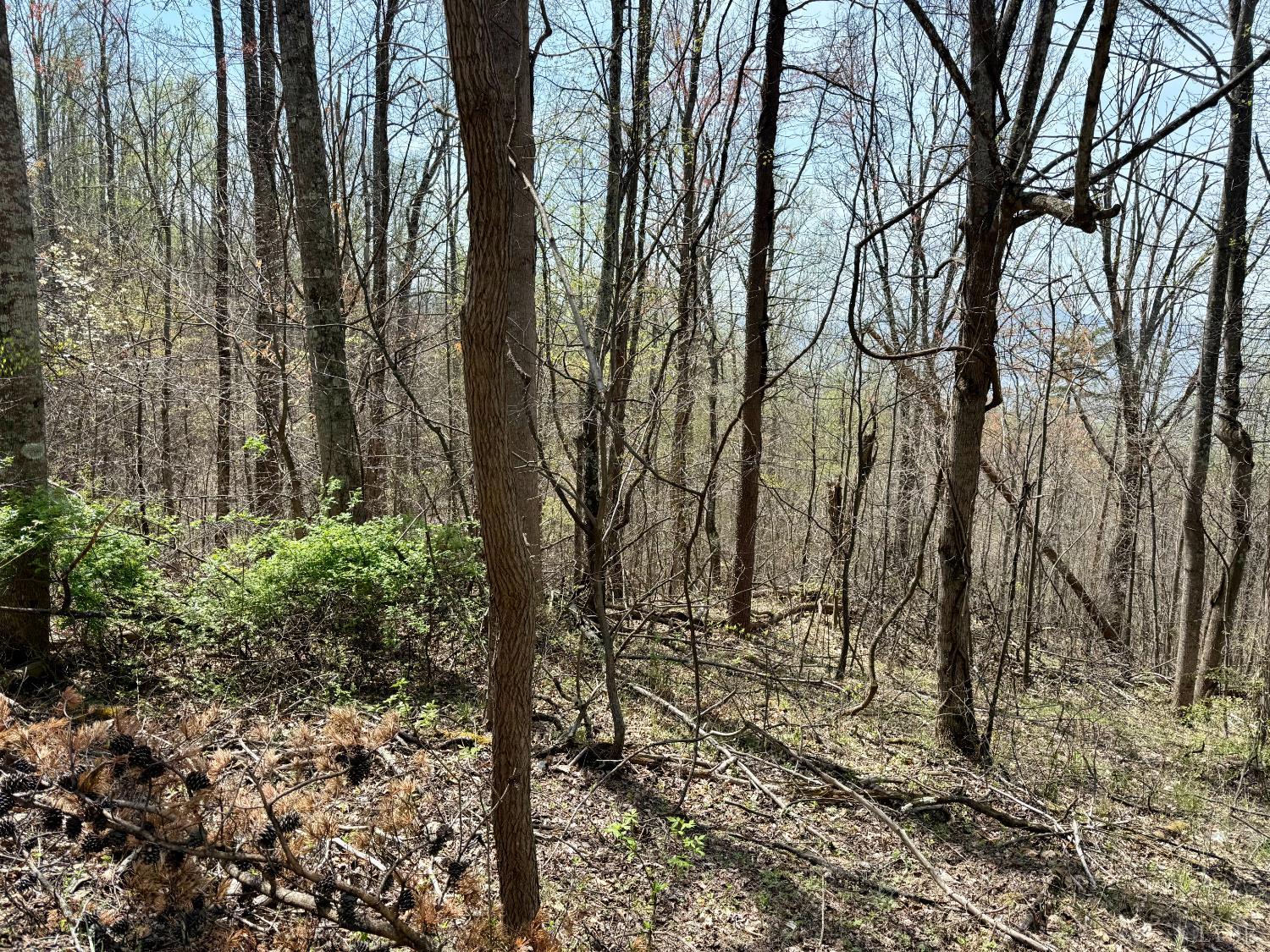 1-2 Murray Hollow Road Thaxton, VA 24174 - Photo 8 of 11 Gallery Image 8
