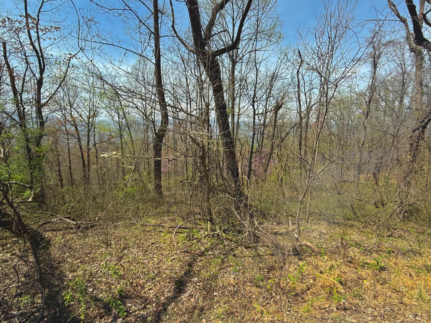 1-2 Murray Hollow Road Thaxton, VA 24174 - Photo 9 of 11 Gallery Image 9
