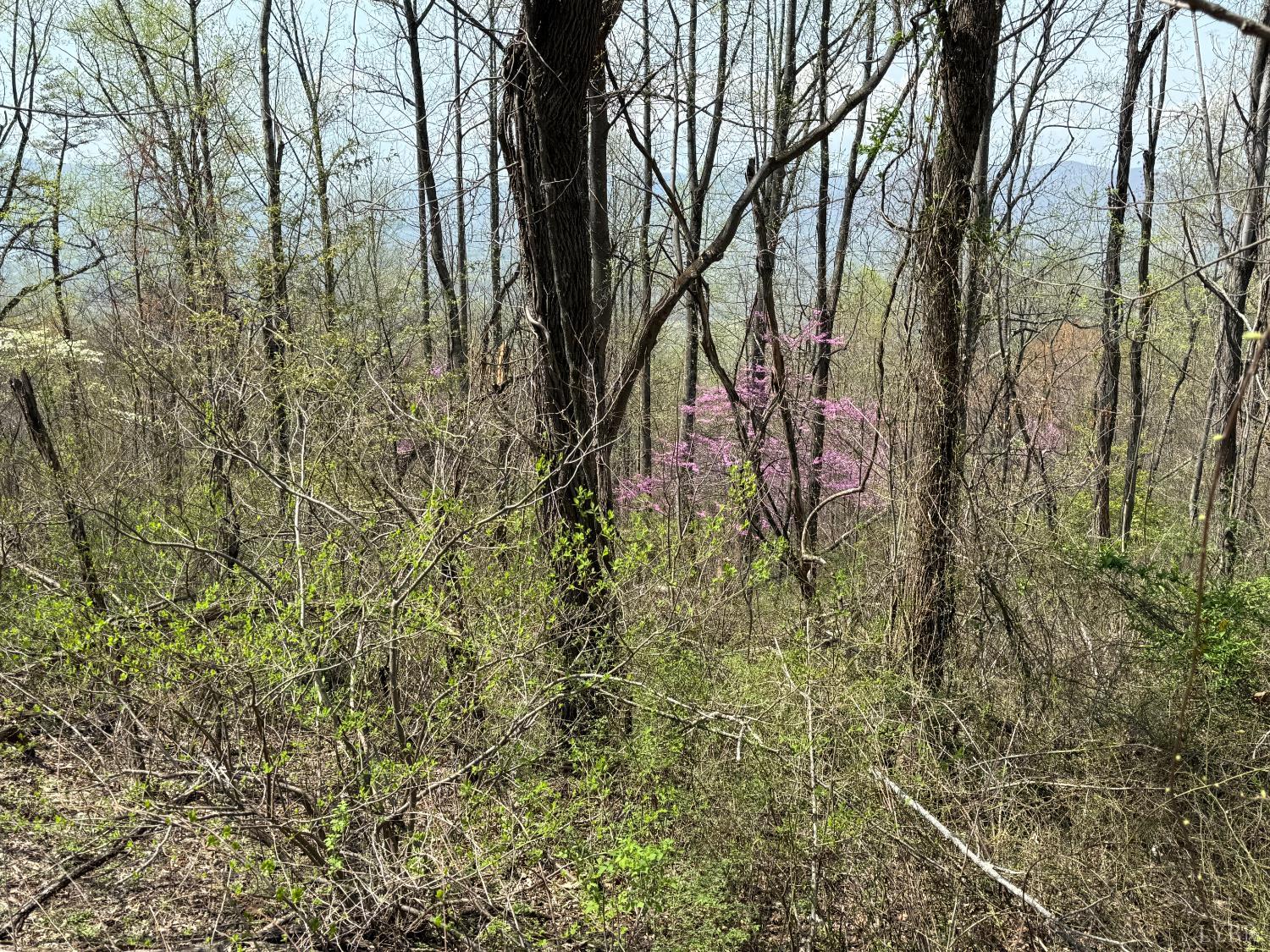 1-2 Murray Hollow Road Thaxton, VA 24174 - Photo 10 of 11 Gallery Image 10