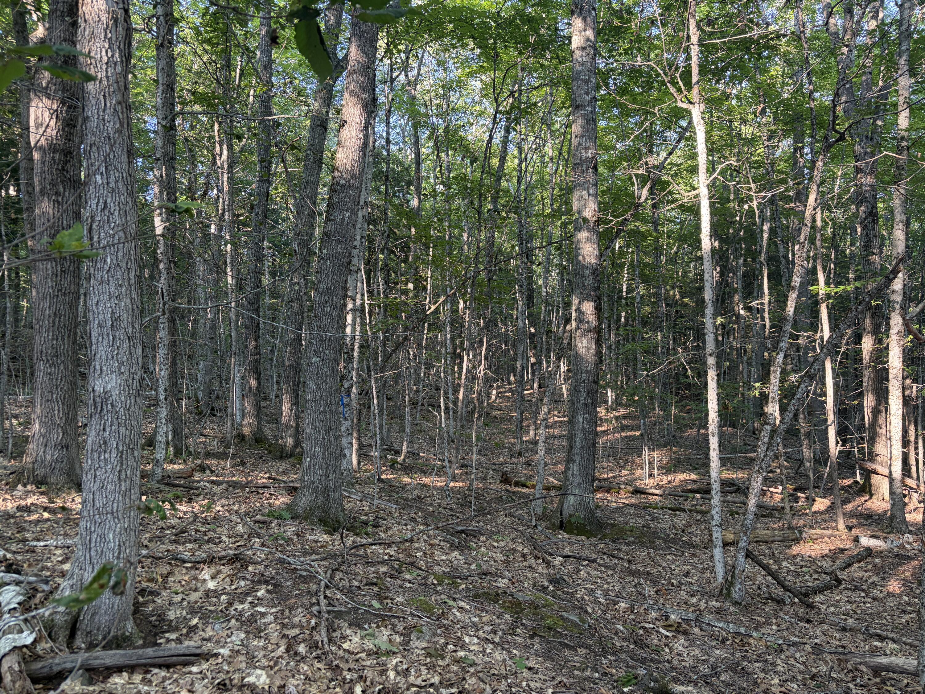 7-acres Belden Woods Road Palermo, ME 04354 - Photo 12 of 16 IMG_8713