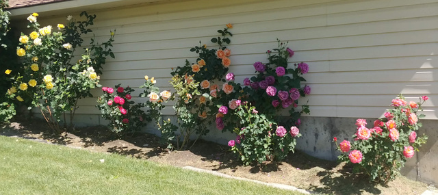 1040 West Mill Road Ferron, UT 84523 - Photo 79 of 117 Manicured landscaping featuring vibrant rose bushes in various hues