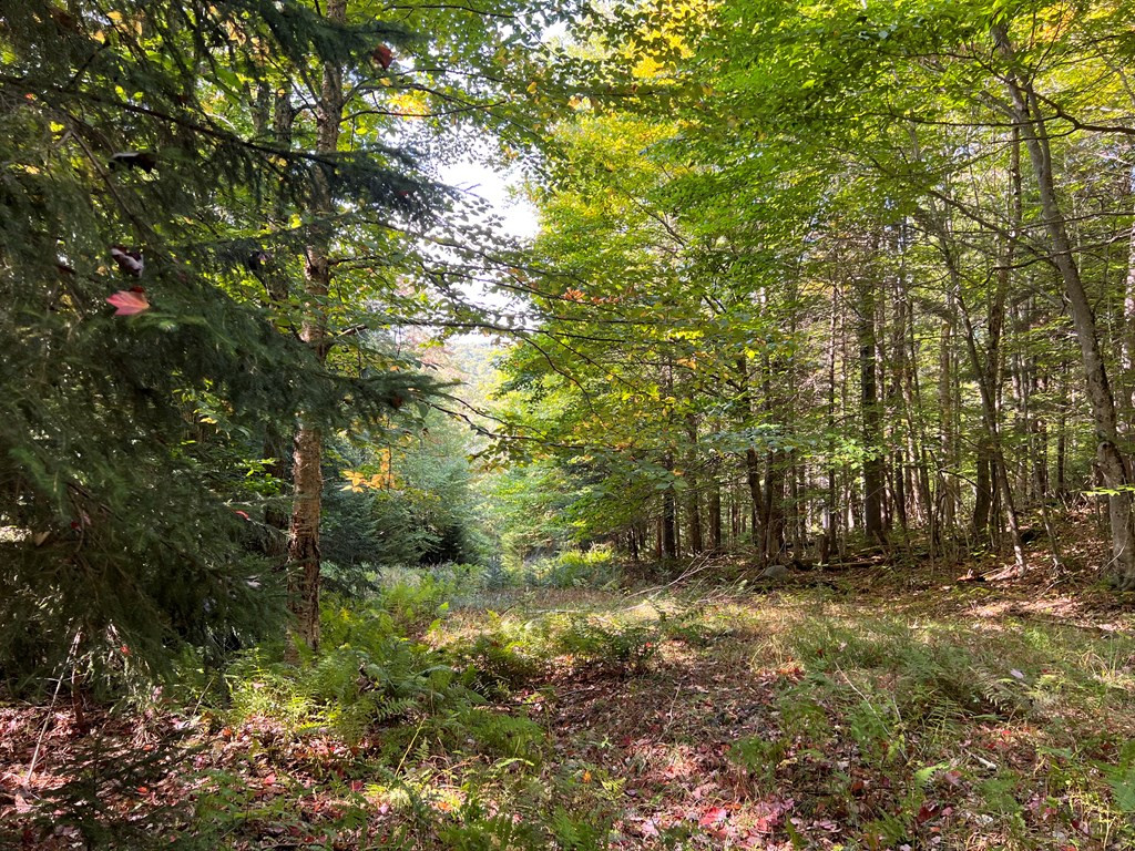 0 North Point Road Long Lake, NY 12847 - Photo 6 of 14 Gallery Image 6