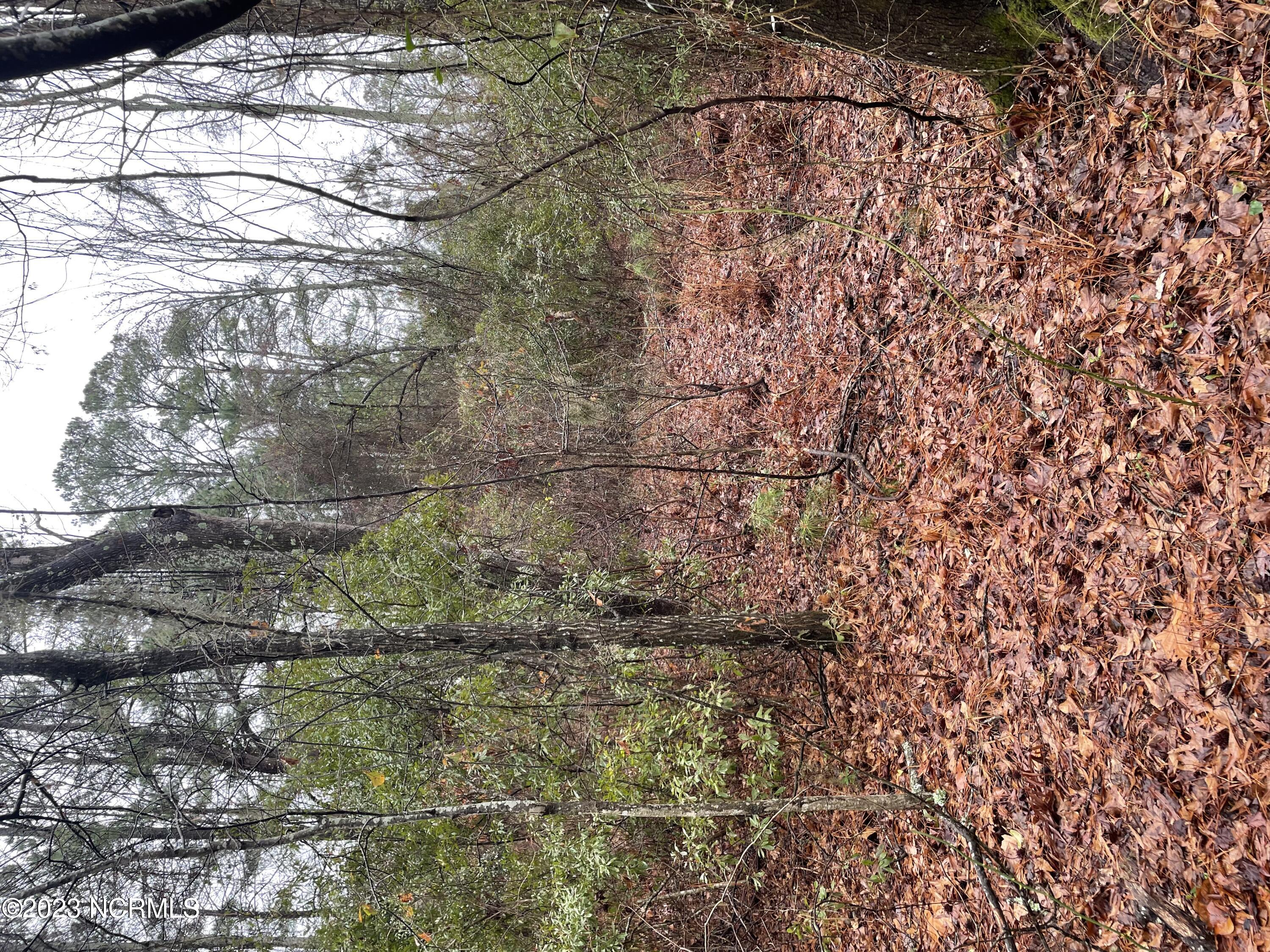 Lot C Off Bath, NC 27808 - Photo 2 of 4 Wooded Lot
