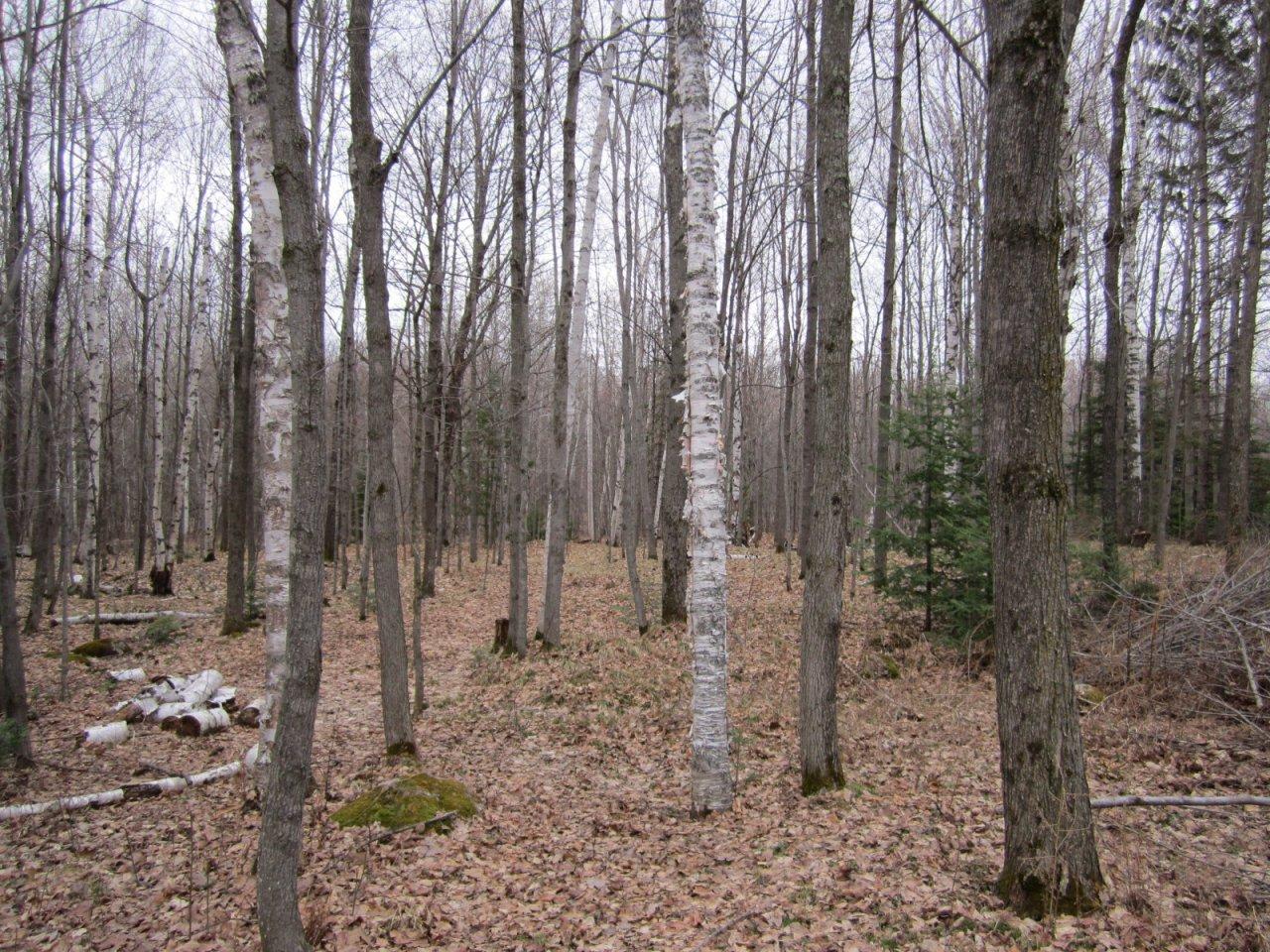 W6272 Crosscut Road Phillips, WI 54555 - Photo 9 of 9 Gallery Image 9