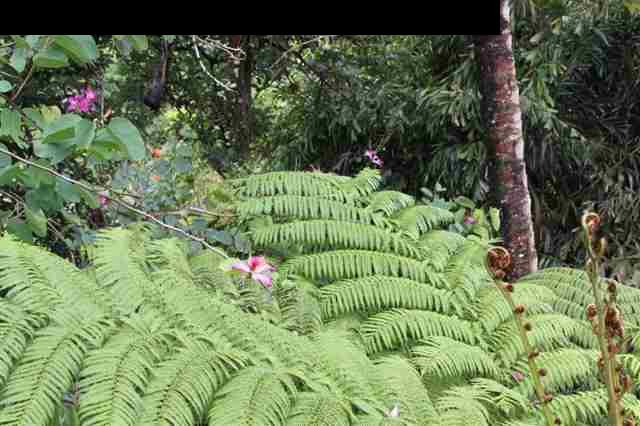 125 Ulumalu Road Haiku, HI 96708 - Photo 8 of 13