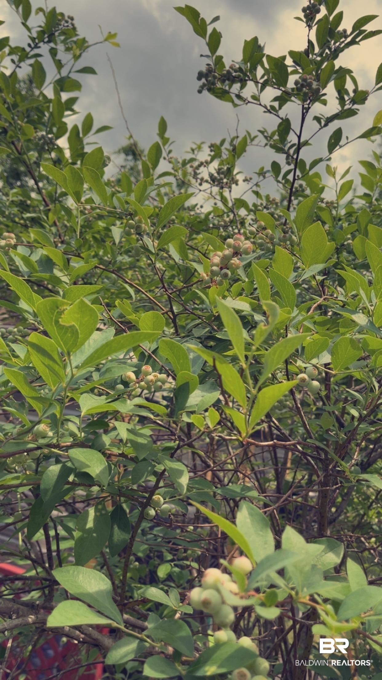 9450 Rice Creek Road Stockton, AL 36579 - Photo 21 of 22 Fruit Tree