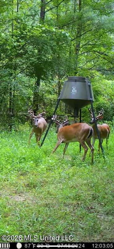 3194 James Road Hazlehurst, MS 39083 - Photo 96 of 114 2103