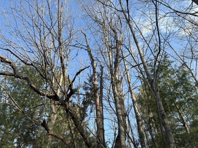 West Trumbull Road, Unit LOT: N/A Maple City, MI 49664 - Photo 9 of 14