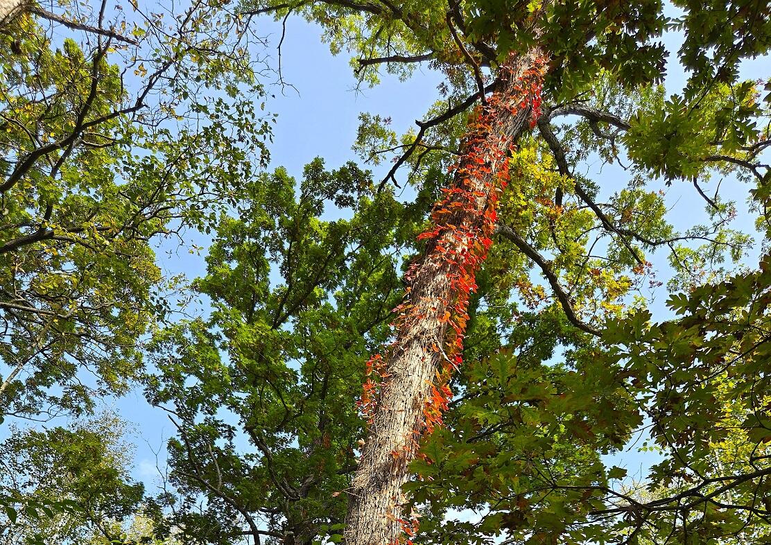 Lt0 Garves Coulee Road Burns, WI 54614 - Photo 13 of 50 D1