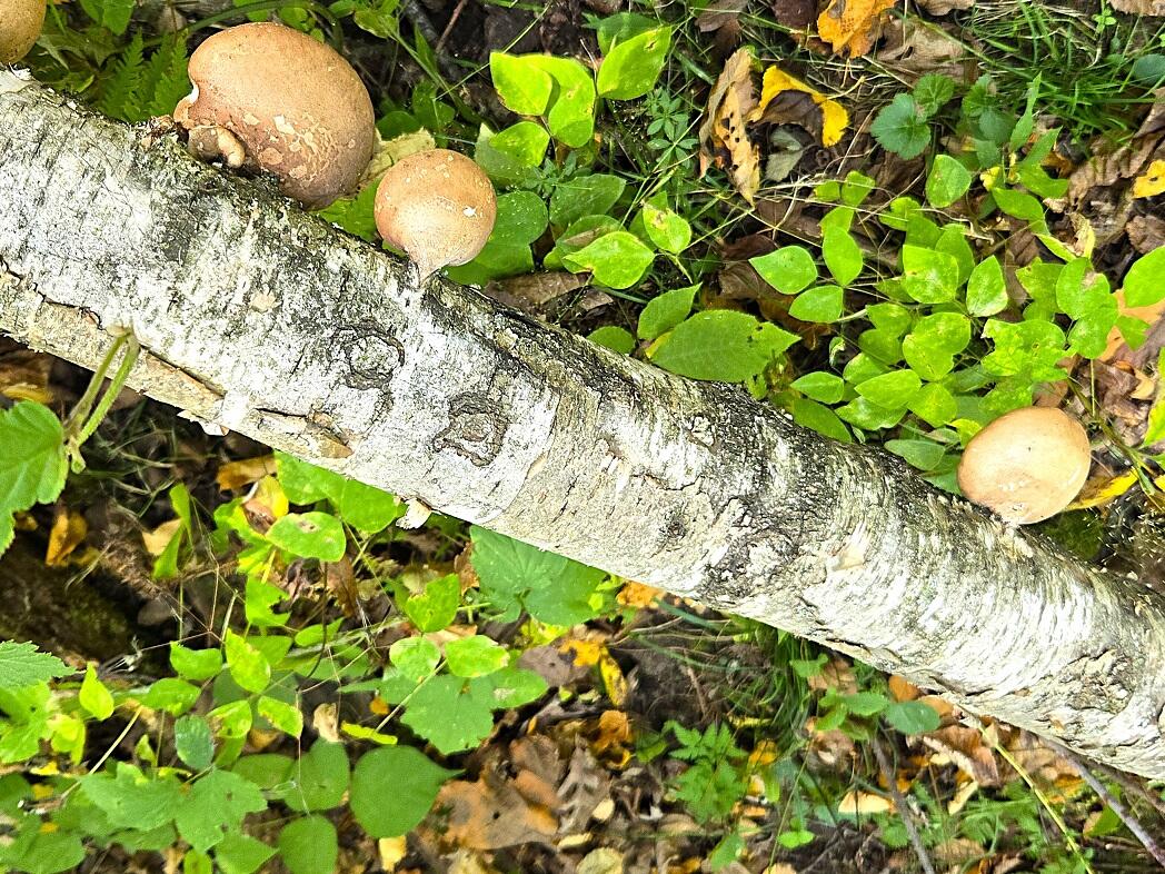 Lt0 Garves Coulee Road Burns, WI 54614 - Photo 17 of 50 d5