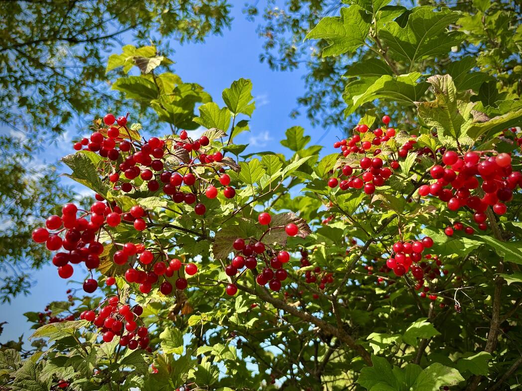 Lt0 Garves Coulee Road Burns, WI 54614 - Photo 34 of 50 image00004