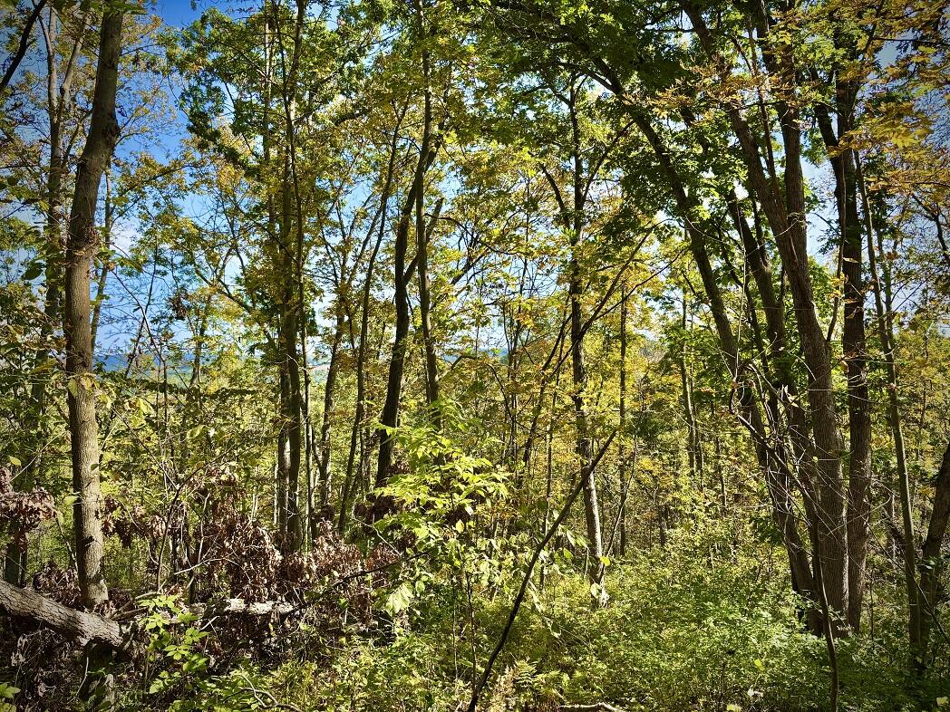 Lt0 Garves Coulee Road Burns, WI 54614 - Photo 43 of 50 image00013