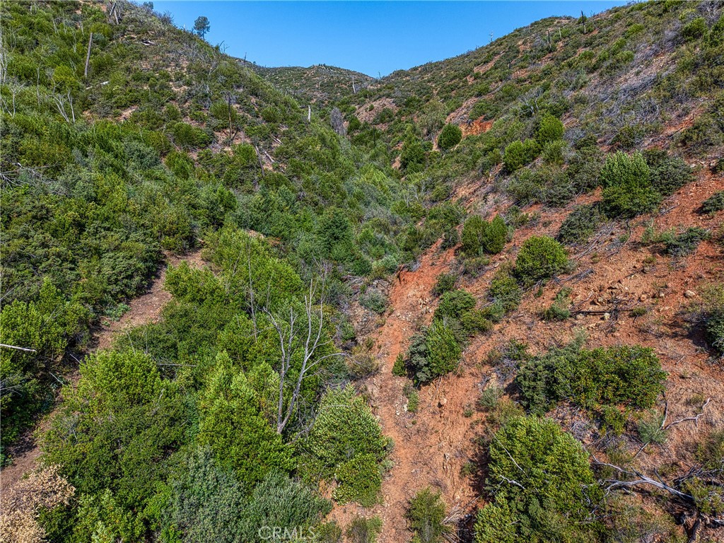 1 Butts Canyon Road Pope Valley, CA 94567 - Photo 43 of 60 a view of a forest with a lush green forest