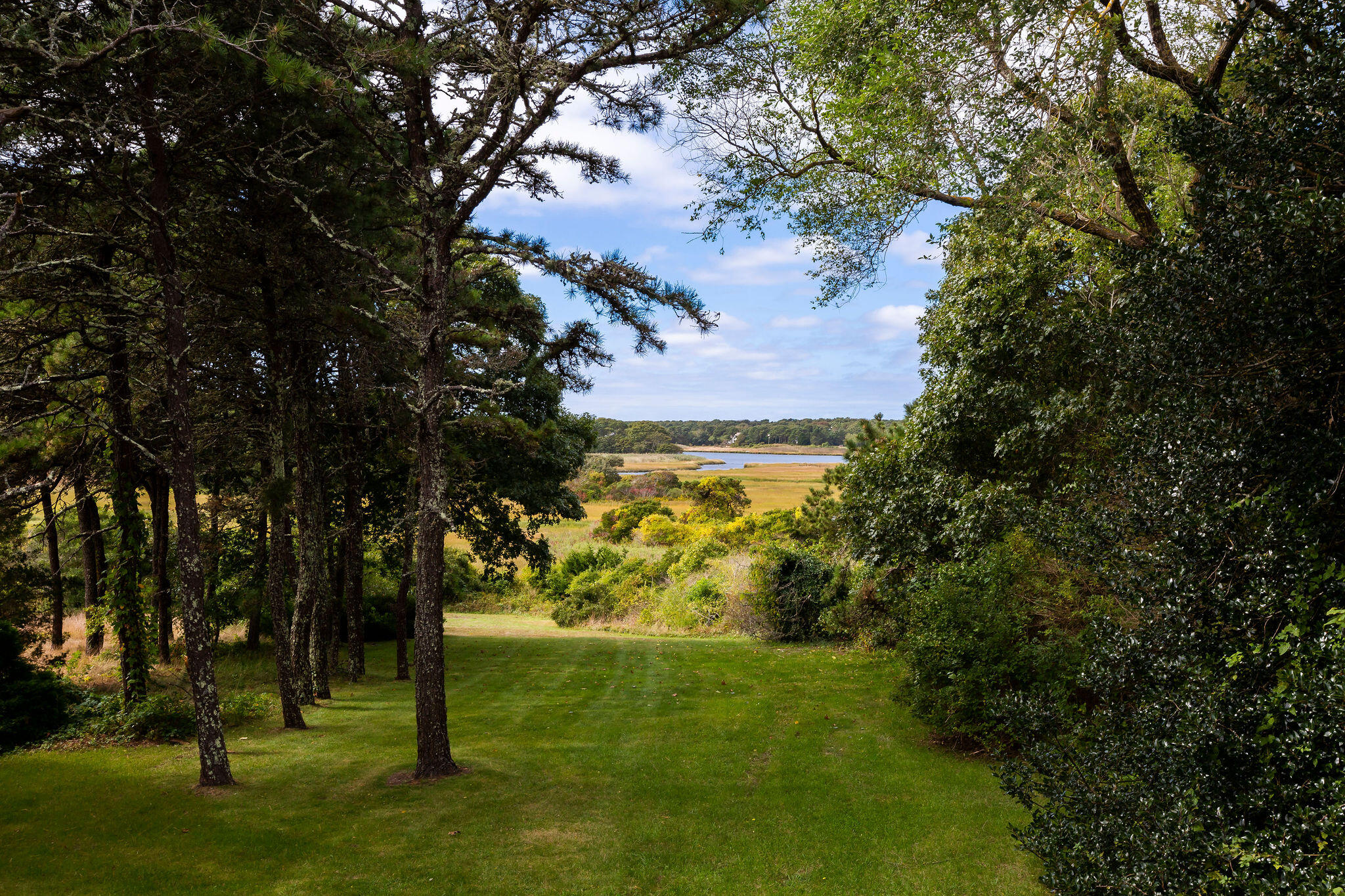 a view of a trees with a yard