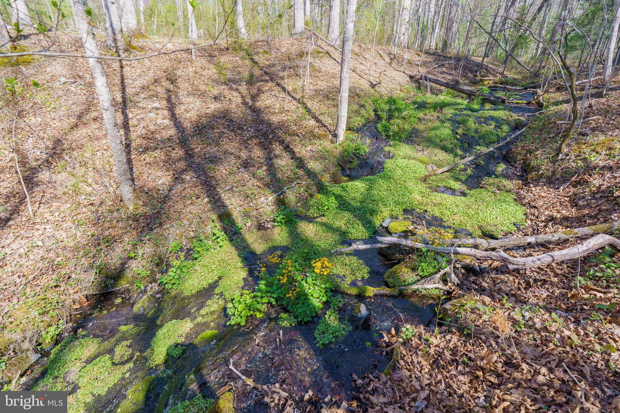 3336 Wolf Gap Road Edinburg, VA 22824 - Photo 6 of 11