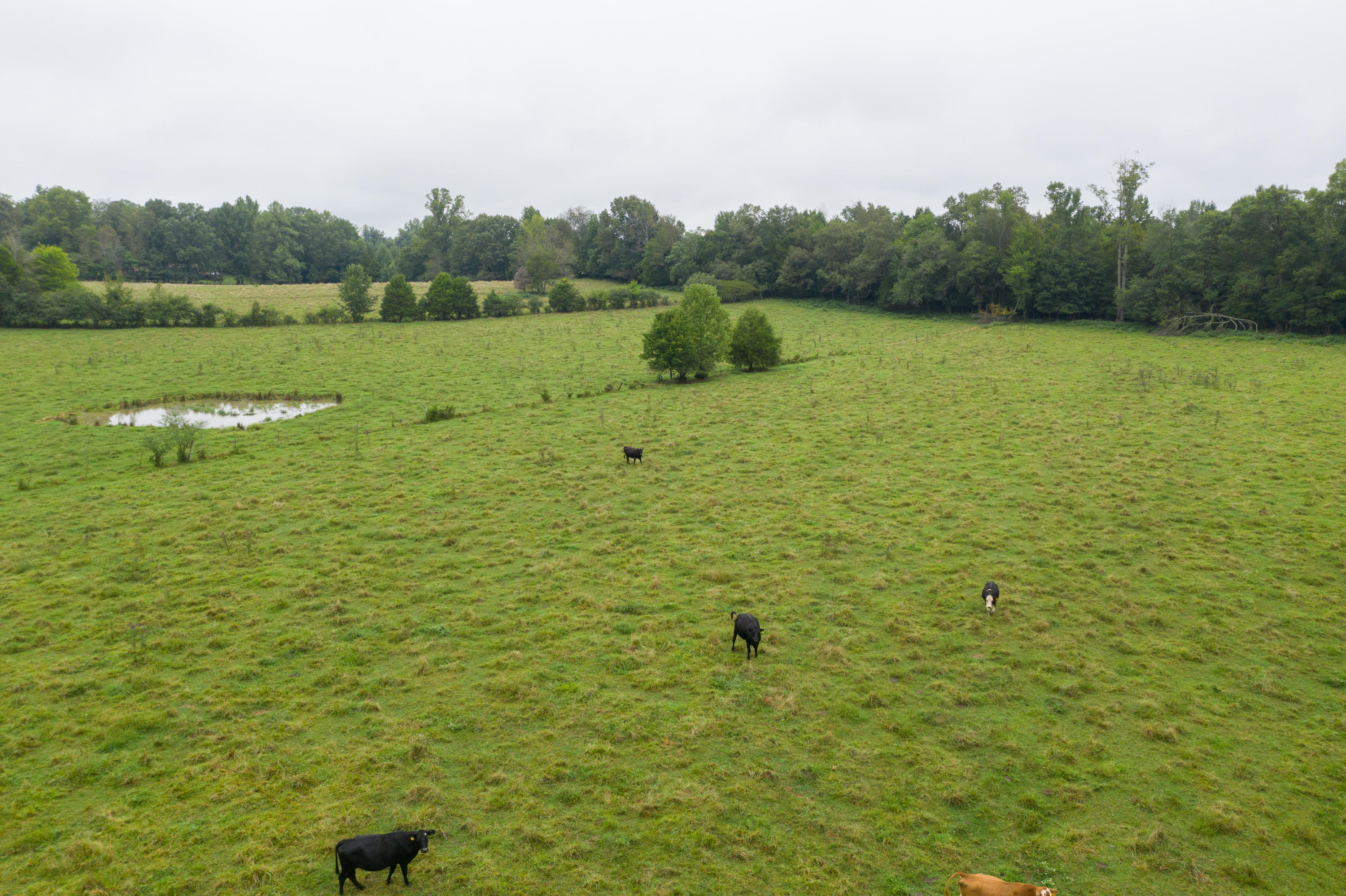 Southwest Gentry Drive Baxter, TN 38544 - Photo 11 of 11 DJI_0463
