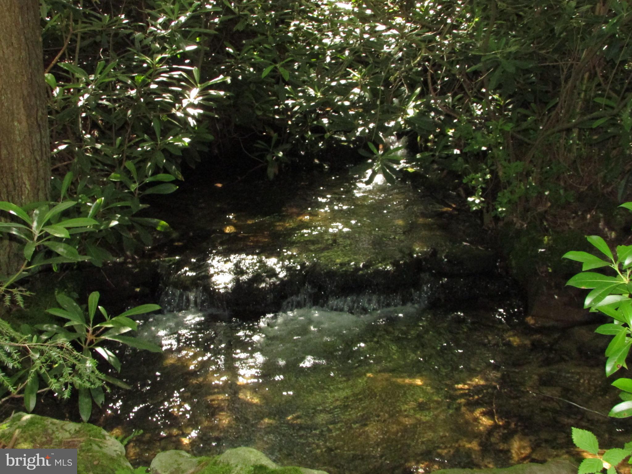 293 Snow Shoe Mountain Forest Road Snow Shoe, PA 16874 - Photo 38 of 38 a view of tree