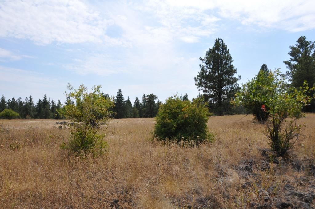 0 South Stentz Road Spangle, WA 99031 - Photo 5 of 16 Gallery Image 5