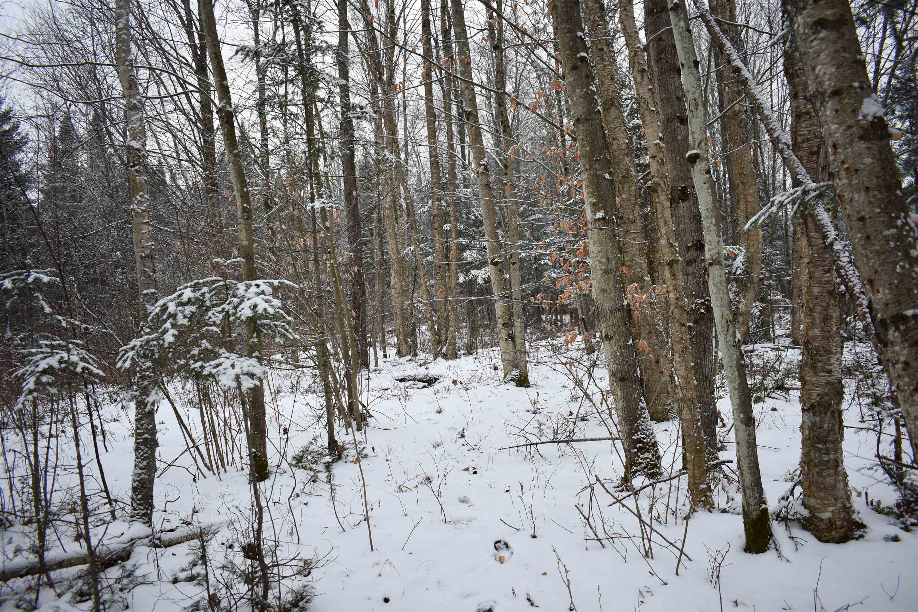 0 Loop Road North Troy, VT 05859 - Photo 11 of 15