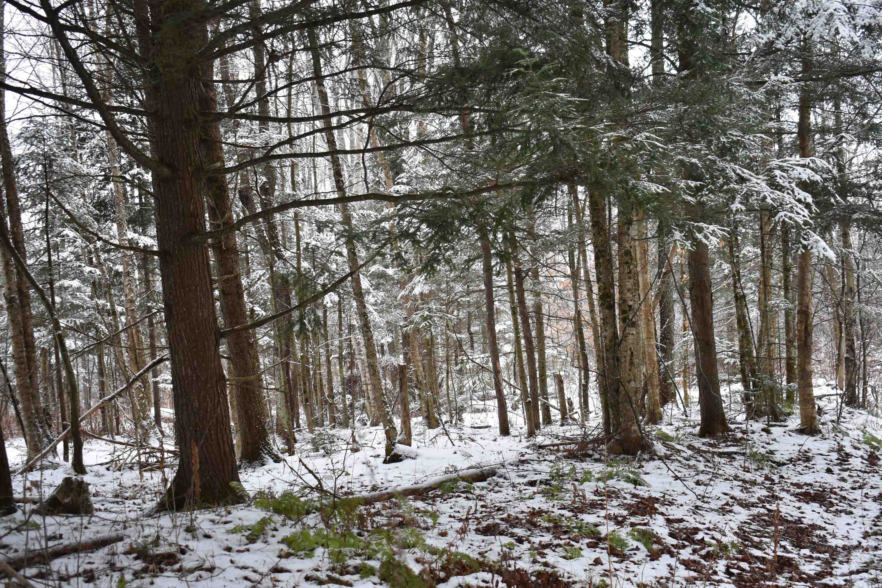 0 Loop Road North Troy, VT 05859 - Photo 7 of 15